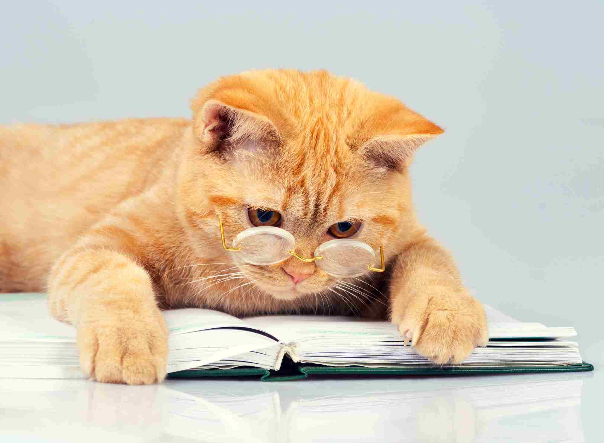 cat with glasses reading a book