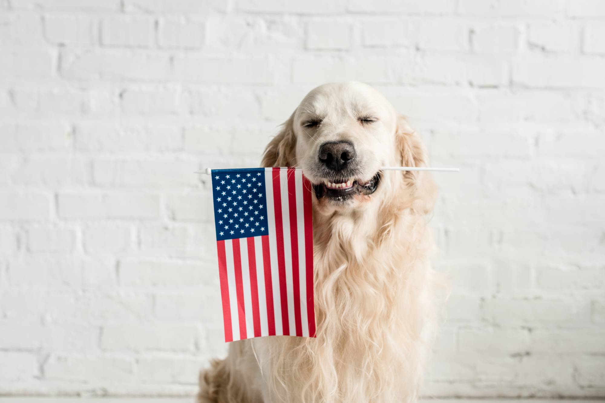 golden retriever dog with American flag in its mouth