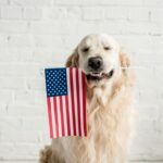 golden retriever dog with American flag in its mouth